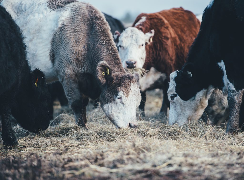 Livestock Producer Research Study
